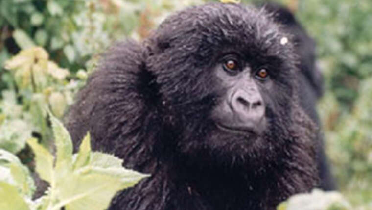 Mountain Gorillas Remain draw for Tourists to Rwanda