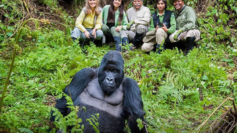 Gorilla Trekking in Uganda vs Rwanda vs Congo